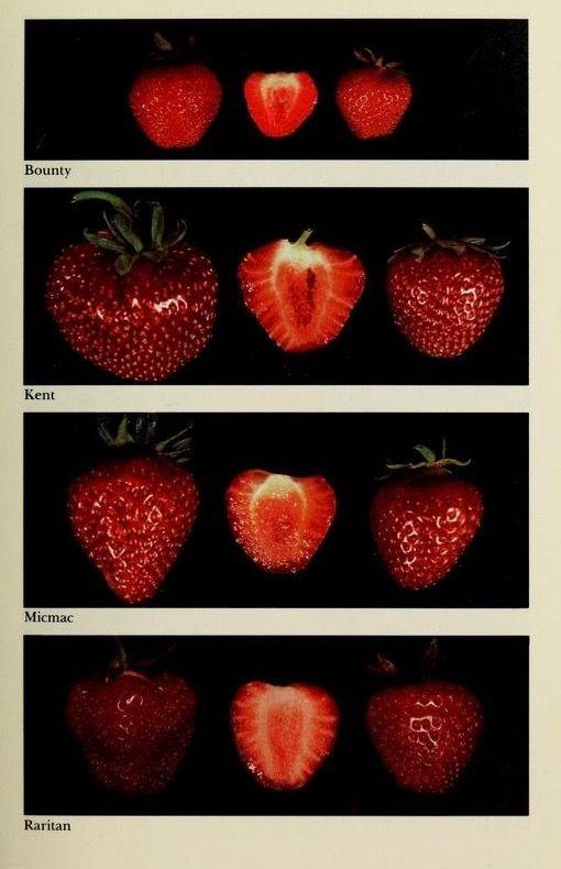 Nature's Berry Patch: Handpicked Wholesome Mix
